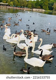 Swans Swimming In London Lake