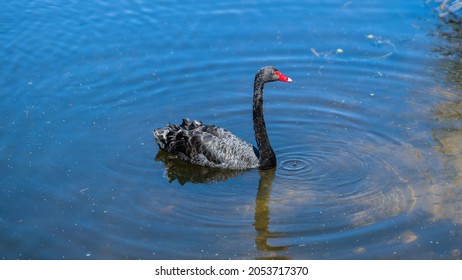 Swans Swimming In A Pond In A Sydney Park NSW Australia