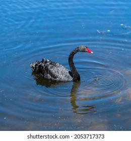 Swans Swimming In A Pond In A Sydney Park NSW Australia