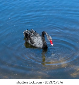 Swans Swimming In A Pond In A Sydney Park NSW Australia