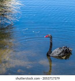 Swans Swimming In A Pond In A Sydney Park NSW Australia