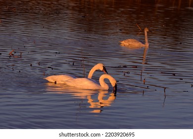 Swans Travel Passing Upstate New York