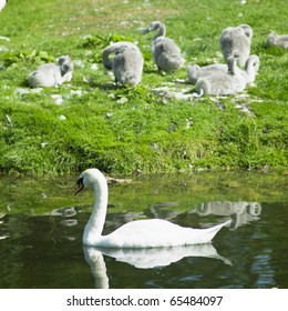 Swans, Tully, County Kildare, Ireland