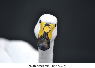 Swan's view in the camera