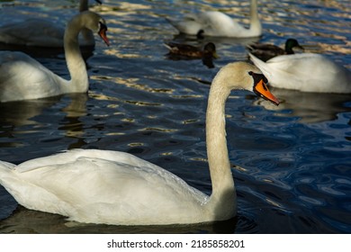 The swans in the Vltava