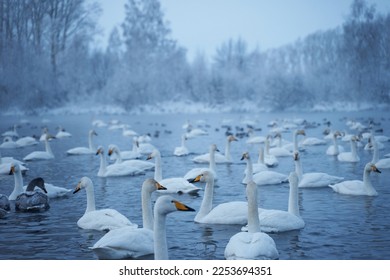Swans in winter morning on the lake. Amazing morning scene, foggy morning, beautiful majestic swans on the lake in the morning fog, fairy tale, swan lake, beauty - Powered by Shutterstock
