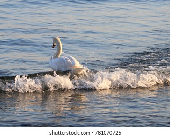 Swans wintering at sea in Varna (Bulgaria)