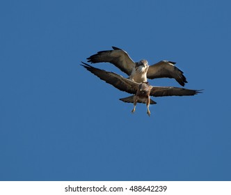 Swanson's Hawks, Malheur National Wildlife Refuge, Oregon