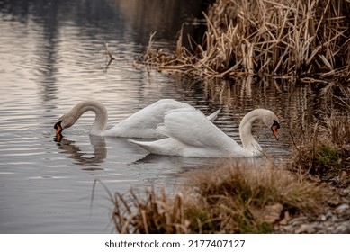 swans,swan,swan mlb,dua swan,swan song,swan dive,artur swan,swan family,swap,schwanensee,graceful swan