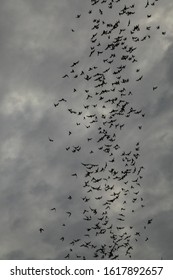 A Swarm Of Bats Coming From The Bat Cave In Ratchaburi At Night.