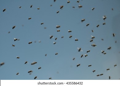 Swarm Of Bees