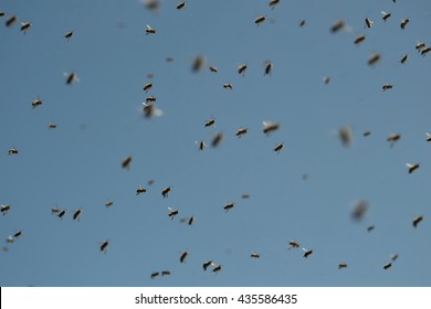Swarm of bees