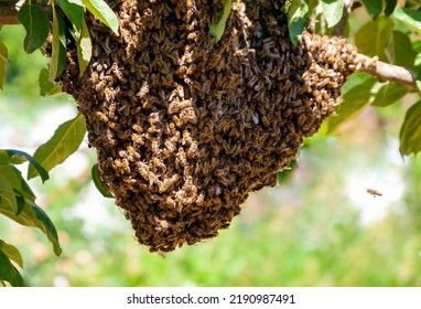 Swarm of bees after leaving the hive on an apple tree branch in the garden. Process of swarming honey bees in  hot summer day. - Powered by Shutterstock