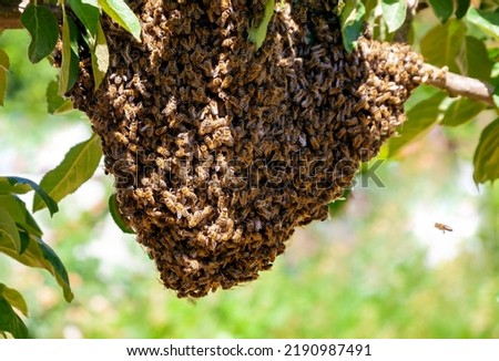 Swarm of bees after leaving the hive on an apple tree branch in the garden. Process of swarming honey bees in  hot summer day.