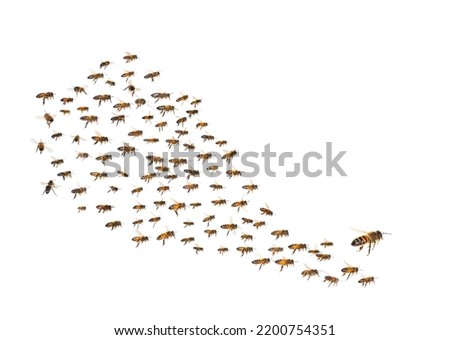 swarm of bees in flight cut out on white background