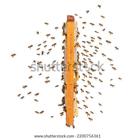 Similar – Image, Stock Photo swarms
