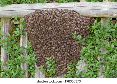 Swarm Of Bees On Bush