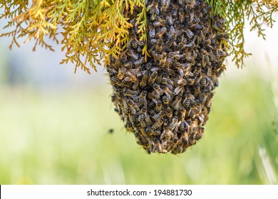 Swarm Of Bees On A Tree Branch