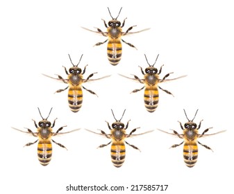 A Swarm Of Bees On A White Background