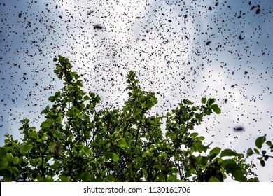A swarm of bees sitting down on a branch of a tree