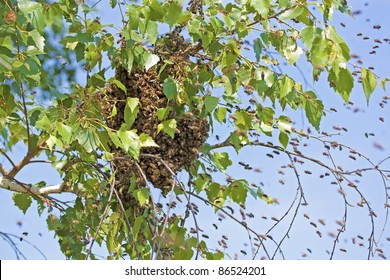 A swarm of bees sitting down on a branch of a birch tree