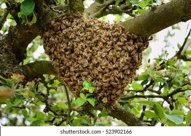 Swarm Of Bees In A Tree