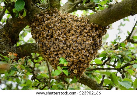Swarm of bees in a tree