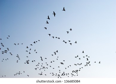 Swarm Of Birds