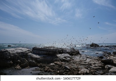 A Swarm Of Birds On Bird Island Near Lamberts Bay.