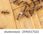 A swarm of black ants whose nest was accidentally dismantled became very aggressive and were busy lifting the eggs and larvae.