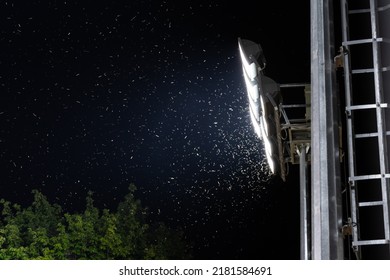 Swarm Of Bug Or Moths Playing, Attracting And Flying Around Light From Stadium Floodlight At Night After Rain For Breeding. Insects And Mosquitoes Around Lamp Of Electric Spotlight In The Dark Outdoor