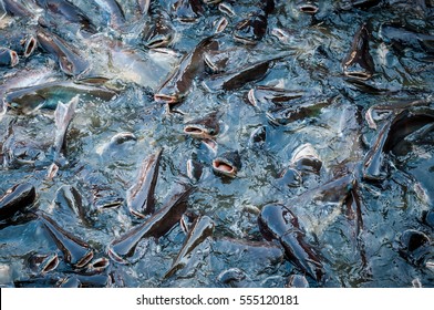 Swarm Of Catfish In The Fish Farming