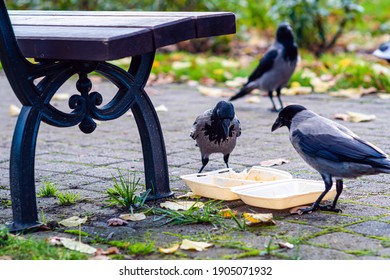 a swarm of crows in the park at the rubbish bin eats leftover food from a plastic box 