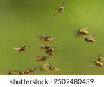 swarm of dangerous insects striped wasps flying against the backdrop of a green garden