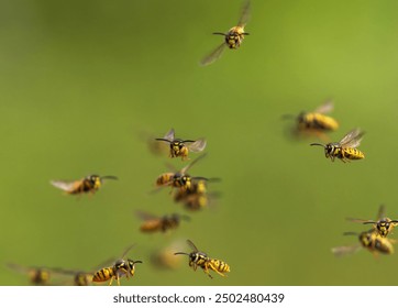 swarm of dangerous insects striped wasps flying against the backdrop of a green garden