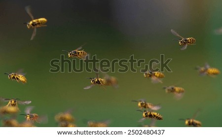 Image, Stock Photo sum Wild animal Bee Flock