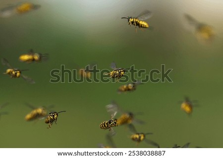 Similar – Image, Stock Photo sum Wild animal Bee Flock