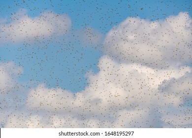 Swarm of destructive Desert Locusts fill the sky over Samburu NR, Kenya. Locusts appear as dots in front of White clouds and blue sky. Schistocerca gregaria