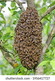 A swarm of European honey bees hanging on tree trunk in grape shape