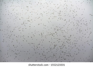 A Swarm Of Flies In The Air