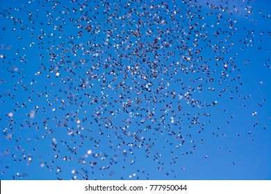 A swarm of flying ants in the field with blue sky in the background