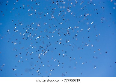 A swarm of flying ants in the field with blue sky in the background
