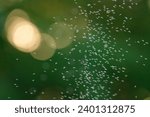 Swarm of flying gnats midges in evening light with blurred green background