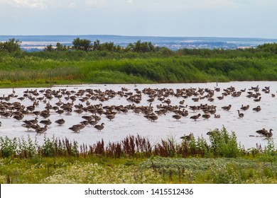 A swarm of geese (greylag goose, Anser anser) resting and feeding in lake Ferto of Ferto-Hansag National Park, near to the Austrian Neusiedler See National Park. - Shutterstock ID 1415512436