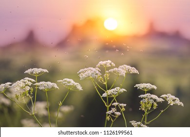 A swarm of gnats dancing in the rays of the setting sun over the flowers of the wild kervel. 