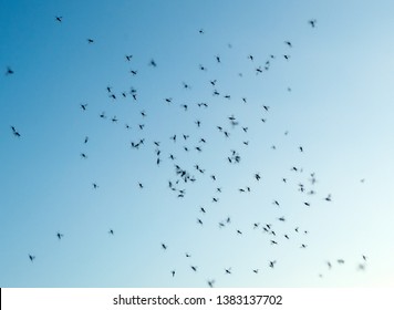 Swarm of gnats. Lots of mosquitoes and flies on blue sky background. Mosquitoes flying and swarming in the air at summer. Mosquitoes can infect humans with variety of diseases.