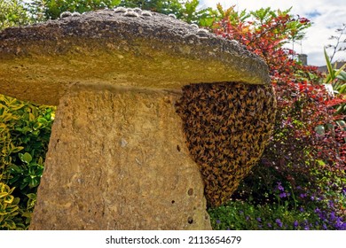 A Swarm Of Honey Bees, Apis Mellifera, Clinging Onto A Stone Plinth Protecting Their Queen In A Cotswold Garden, Gloucestershire, UK