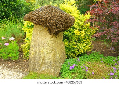 A Swarm Of Honey Bees, Apis Mellifera, Settling And Resting On A Stone Plinth In A Garden, The Cotswolds, Gloucestershire, England, UK