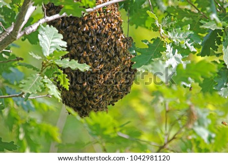 swarm of honey bees apis mellifera hanging in an oak tree quercus in early May in Italy