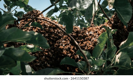 Swarm of honey bees clustered on a tree branch surrounded by green leaves. Natural scene of bee colony in the wild, representing pollination, teamwork, and nature’s ecosystem. Close-up shot taken in d